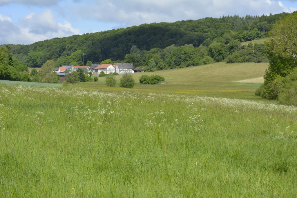 HofWiese