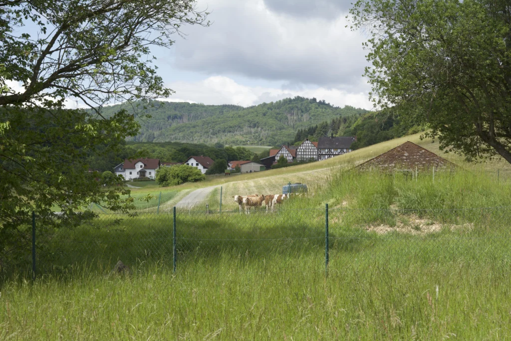 Kühe